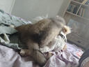 InnoPet大型犬狗嘴套羅威納卡斯羅德牧金毛狗口罩鐵嘴口籠 M號-中型犬30-50斤(土狗薩摩牧羊犬等） 狗鐵嘴籠 曬單實(shí)拍圖