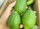 (直郵）廣東香水檸檬一級果新鮮奶茶店香水青檸檬應(yīng)季 青檸檬 3斤重-中大果 曬單實拍圖