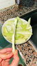 粵品廣西酸嘢生青芒果2025新鮮大小四季酸芒果生吃水果非象牙芒 生芒果3斤（生吃酸嘢） 曬單實(shí)拍圖