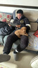果粒之星純種活體泰迪幼犬茶杯犬泰迪犬泰迪貴賓犬寵物狗幼仔泰迪幼犬活體 血統(tǒng)級(jí) 曬單實(shí)拍圖