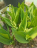 京悠雨德國(guó)鈴蘭花苗帶芽帶根盆栽植物種球耐寒室內(nèi)外花卉綠植四季開花 【包成活到開花】鈴蘭帶芽5棵送2包肥料 曬單實(shí)拍圖