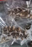 遼參有機大連海參禮盒中秋送禮 底播遼刺參免泡發(fā)非即食生鮮海鮮水產(chǎn) 1斤 4-6頭 特大個頭簡裝 曬單實拍圖