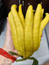 歐悟佛手樹(shù)苗盆栽帶果金華佛手柑盆景植物室內陽(yáng)臺庭院花卉綠植果樹(shù)苗 精品佛手12年大苗帶果5-6個(gè) 不含盆 曬單實(shí)拍圖