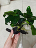 水草植物魚缸造景好養(yǎng)易活凈化水質(zhì)水草魚缸專用綠植水培銅錢草 銅錢草火山石/1杯 曬單實(shí)拍圖