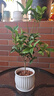 湃點(diǎn)桂花樹苗四季桂盆栽室內(nèi)花卉植物四季桂+白色花瓣盆 源頭直發(fā) 曬單實(shí)拍圖