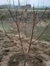 CHUANGSHIJI【世紀之星油桃】苗桃樹(shù)嫁接苗黃油桃樹(shù)苗冬桃苗南北方種植當年結 4年苗當年結果 81cm(含)-110cm(含) 曬單實(shí)拍圖