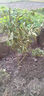 正宗廣西沃柑樹(shù)苗無(wú)核籽橘子苗嫁接桔子果樹(shù)苗南北方種植當年結果 4年苗當年少量結果 曬單實(shí)拍圖