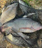 九釣郎羅非專(zhuān)用餌料池塘湖泊野釣廣東大羅非腥香魚(yú)食小藥黑坑爆護打窩料 一袋【專(zhuān)釣羅非魚(yú)】 曬單實(shí)拍圖