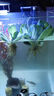 水芙蓉苗水浮蓮水培植物水生植物水養草池塘魚(yú)缸造景養殖凈化水質(zhì) 水芙蓉5棵 裸根不帶土 曬單實(shí)拍圖