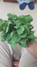 西芝茄子苗秧苗嫁接四季青茄子苗線茄杭茄燒烤茄子黃秋葵苗蔬菜苗幼苗 紫長茄苗10棵 曬單實(shí)拍圖