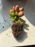 多肉植物組合盆栽小綠植花卉玉露大顆好養室內精品肉肉陽(yáng)臺喜光 虹之玉3-4cm加盆土 曬單實(shí)拍圖