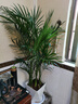 中夢(mèng)散尾葵植物盆栽客廳大型綠植室內辦公室鳳尾竹盆景天堂鳥(niǎo)花卉 散尾葵高0.9-1米+白色菱形盆 曬單實(shí)拍圖