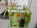金魚（Jinyu）【精品高質(zhì)】百褶泰獅金魚活體淡水好養(yǎng)錦鯉國粹 泰獅3條4-5CM【可選顏色】 曬單實(shí)拍圖