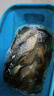川澤伊豆有刺子線雙鉤成品綁好防纏繞魚鉤套裝全套競技野釣鯉魚鯽魚鉤 鉤5#線1.2#+鉤6#線1.5# 伊豆有刺【20付】 曬單實拍圖