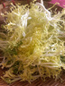 綠食者 新鮮黃心苦菊500g 苦葉生菜苦細葉苦苣狗牙生菜西餐沙拉蔬菜食材 曬單實拍圖