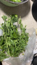 新鮮甲拋葉新鮮蔬菜打拋葉塔拋葉泰式香料食材食用調(diào)味調(diào)料菜 100g 曬單實拍圖