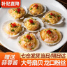 往牧 蒜蓉粉絲扇貝肉 海鮮水產(chǎn) 燒烤食材 生鮮 貝類(lèi) 粉絲扇貝48只裝凈重1680g 曬單實(shí)拍圖