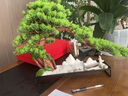 新中式仿真迎客松樹客廳玄關(guān)入戶盆景酒店軟裝飾辦公室微景觀擺件 03款小號迎客松擺件--一鹿相伴 曬單實拍圖