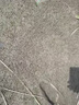 蓿蕾進(jìn)口小米草種子水草耐水淹耐旱雀葉稗四季養(yǎng)殖魚蝦蟹水生牧草種籽 耐澇小米草種子【二斤裝】可種二分地 曬單實(shí)拍圖