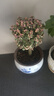 花翁 金枝玉葉多肉植物雅樂之舞綠植室內(nèi)盆景含荷韻青花瓷盆源頭直發(fā) 曬單實(shí)拍圖
