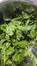 新鮮甲拋葉新鮮蔬菜打拋葉塔拋葉泰式香料食材食用調(diào)味調(diào)料菜 100g 曬單實拍圖