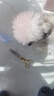 諾普斯寵物狗狗美容剪刀剪毛工具貓咪修毛剪套裝彎剪子泰迪理發(fā)神器修剪 7.0彎剪 曬單實(shí)拍圖