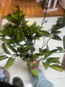 CHUANGSHIJI沙糖桔樹(shù)苗南方北方種植橘子樹(shù)苗柑桔果樹(shù)果苗嫁接砂糖地栽盆栽 8年精選造型樹(shù) (結果多)帶土球發(fā) 81cm(含)-110cm(含) 曬單實(shí)拍圖