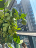 愛(ài)優(yōu)尚香水檸檬樹(shù)盆栽綠植大型室內客廳植物吸甲醛陽(yáng)臺四季好養源頭直發(fā) 曬單實(shí)拍圖