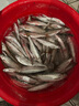川澤浮漂套裝高靈敏夜光漂野釣鯽魚(yú)漂黑坑競(jìng)技蘆葦浮漂套裝6支 曬單實(shí)拍圖