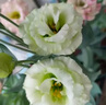 洋桔?；ǚN子各種花卉種子室內(nèi)陽臺盆栽花種子室外景觀花卉籽大全 玫瑰種子【混色 200粒】 曬單實拍圖