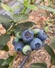 蒲戀藍莓樹(shù)苗特大果高產(chǎn)帶土發(fā)貨南北方種植盆栽地栽果樹(shù)苗當年結果 皇后 全國適宜 六年大苗丨藍莓苗帶土發(fā)貨 曬單實(shí)拍圖