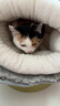 阿柴與貓升級加厚睡袋貓窩冬季保暖可鉆洞窩封閉式貓咪小型犬狗狗睡覺(jué)用 曬單實(shí)拍圖