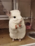 jolly pet products龍貓糧高蛋白多維龍貓主糧綜合糧全方位營養(yǎng)糧 多維龍貓糧5斤加4包蔬菜干JP71 曬單實(shí)拍圖
