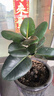 綠金剛橡皮樹(shù)北歐風(fēng)黑金剛小盆栽綠植花卉辦公桌面植物 簡(jiǎn)易盆款 含盆 曬單實(shí)拍圖