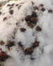 東貝雪花制冰機商用全自動(dòng)智能粗細可調臺式實(shí)驗室用冰沙不銹鋼雪花冰機火鍋店海鮮自助姿造雪花碎冰機 30KG/日【粗細可調】每小時(shí)1.25kg 曬單實(shí)拍圖