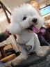 puppytie狗狗牽引繩小型犬狗繩遛狗繩背心式泰迪柯基寵物胸背帶狗狗胸背帶 珍珠白-胸背帶 S-小型 建議8-16斤 曬單實拍圖