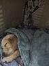 寵六福純種金毛幼犬寵物狗狗活體小狗活物幼崽 寵物級 A級 母 曬單實拍圖