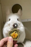 京厽倉鼠磨牙棒果枝磨牙棒蘋果枝豚鼠荷蘭豬龍貓兔子磨牙木棒補鈣零食 蘋果枝100克+甜竹100克+草棒10支 曬單實拍圖