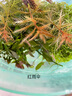 尼特利 NETLEA水草泥魚缸凈水營(yíng)養(yǎng)土水族養(yǎng)魚水藻泥免水洗種植土草缸陶粒底砂 一代-自然粒-9L/袋 曬單實(shí)拍圖