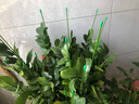 滬上花匠爬藤固定捆綁桿金錢(qián)樹(shù)支撐桿室內瓜果花卉植物園藝花架花盆支架桿 27cm長(cháng)多肉支撐架10支 曬單實(shí)拍圖