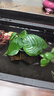 共度（Gong Du）魚缸造景莫斯沉木水榕活體無土植物懶人增氧真水草趴地矮珍珠陀草 特大巴榕沉木 曬單實(shí)拍圖