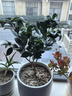 盆栽茶花苗 四季香妃茶花濃香型山茶花樹庭院室內(nèi)好養(yǎng)五色赤丹茶花樹苗花卉植物 彩赤丹 5年苗花期花苞多多 曬單實(shí)拍圖