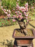【四季開(kāi)花】濃香型四季梅花盆栽老樁臘梅紅梅盆景樹(shù)苗室內外花卉 小紅梅_10年苗【買(mǎi)一送一】開(kāi)花 曬單實(shí)拍圖