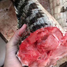 隆港匯 新鮮現殺 帶皮鱷魚(yú) 人工養殖 食用鱷魚(yú) 廣西生鮮鱷魚(yú)肉 新鮮鱷魚(yú)尾巴肉5斤裝 曬單實(shí)拍圖