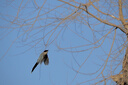 佳能（Canon）RF400mm F2.8 L IS USM L級大光圈超遠攝定焦鏡頭 打鳥裝備 曬單實拍圖