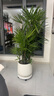 嘆為觀(guān)止 大型盆栽 單桿辮子發(fā)財樹(shù)天堂鳥(niǎo)綠蘿散尾葵辦公室內開(kāi)業(yè)喬遷禮品 棕竹1.3-1.5米【保齡球盆】 含盆 曬單實(shí)拍圖