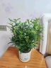 京云夢(mèng)清香木防蚊蟲(chóng)驅蚊草綠植盆景辦公室桌面四季好養活清香胡椒木盆栽 清香胡椒木＋加侖盆 曬單實(shí)拍圖