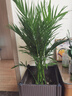 夏威夷竹子盆栽四季常青室內(nèi)盆栽大型綠植花卉 夏威夷竹子 1米-1.2米10棵 不含盆 曬單實(shí)拍圖