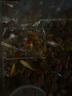 金利佳（Jeneca）魚(yú)缸自動(dòng)喂食器魚(yú)投食器魚(yú)糧投食環(huán)水族箱下沉糧管懸浮式喂食圈 下沉糧小號(hào)喂食器 曬單實(shí)拍圖