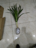 龍須樹(shù)龍須鐵龍血樹(shù)多頭花卉盆栽室內客廳大型綠植花卉開(kāi)業(yè)送禮 龍須樹(shù)高度80-90厘米1顆不帶盆 曬單實(shí)拍圖